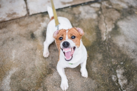 jack russel terrier on leash with teeth bared