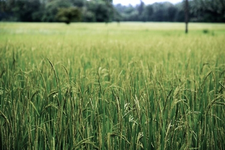 Weeds in a field